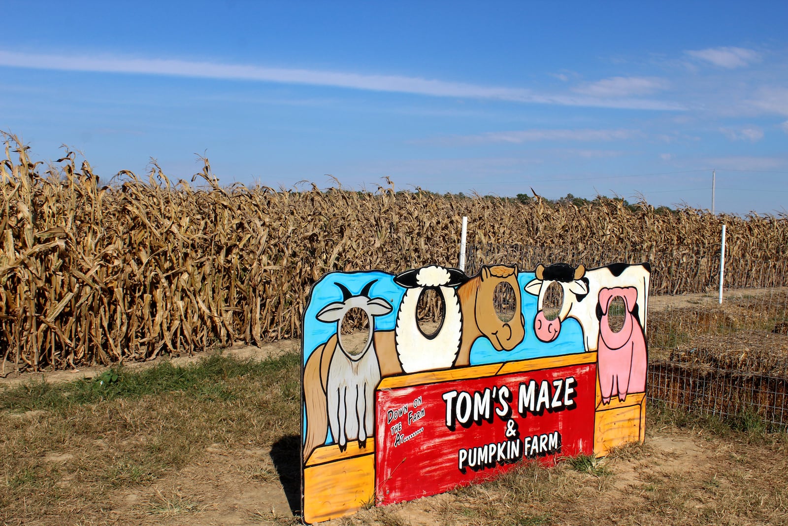 We visited Tom Eby at Tom's Maze. Photo by Amelia Robinson