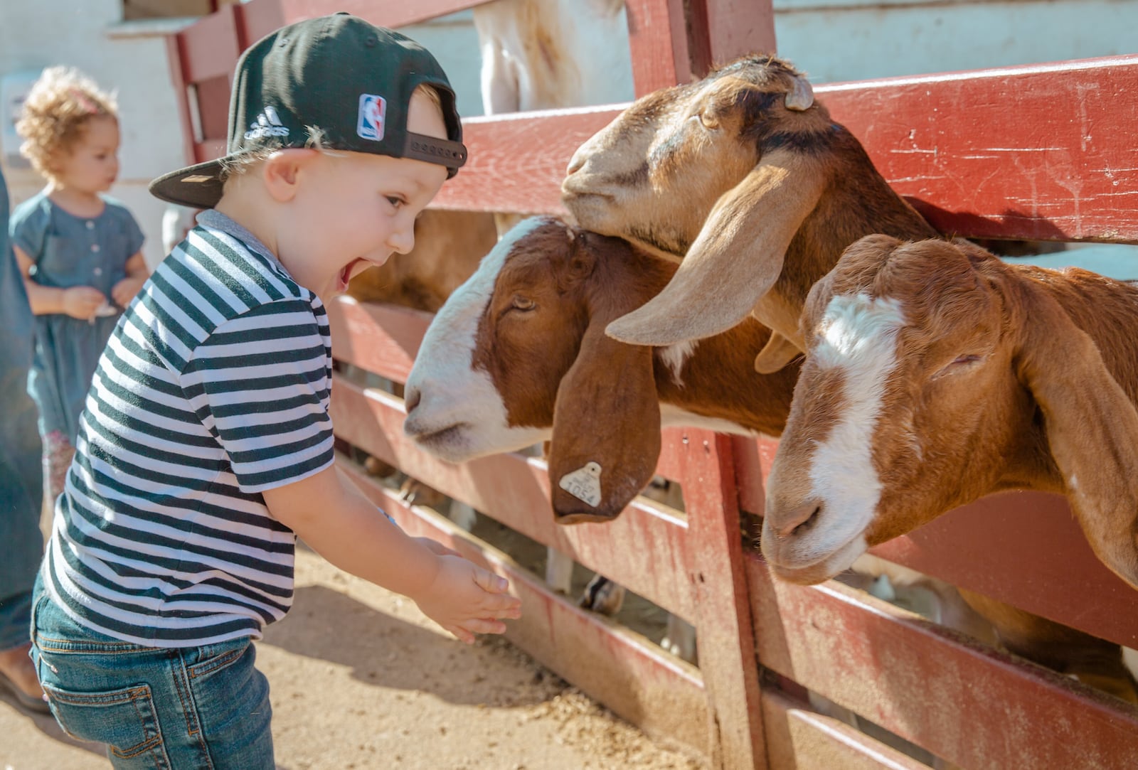 Young's Dairy offers a Farm Animal Petting Area & Barn. The area features goats and cows, and occasionally something more exotic. You can pet them, hand-feed them or both. CONTRIBUTED