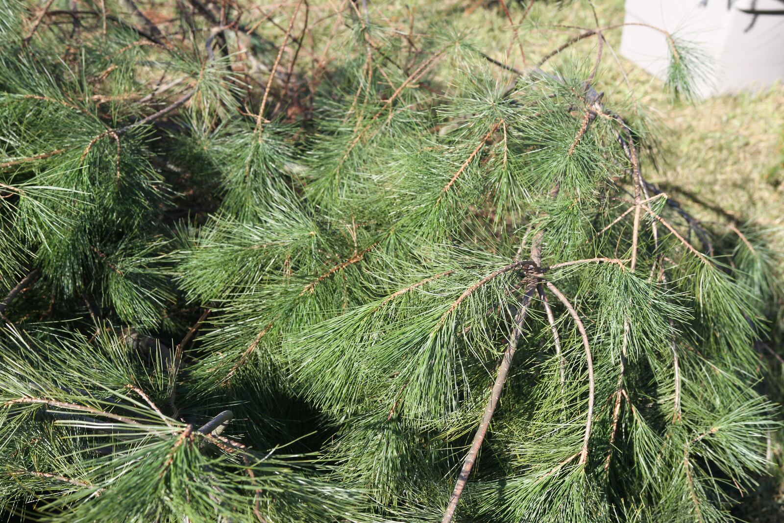 The branch stub at the end of the larger branch will not continue to grow.  The lateral stems will, however.