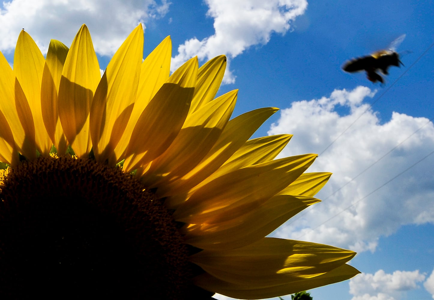 Yellow Springs Sunflowers