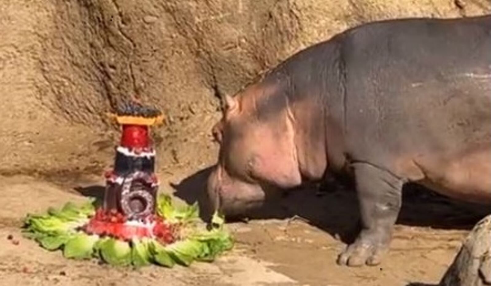 Fiona, the Nile hippopotamus who weighed only 29 pounds when she was born prematurely, celebrated her 6th birthday Tuesday, Jan. 24, 2023, with a special cake made of produce at the Cincinnati Zoo & Botanical Garden.