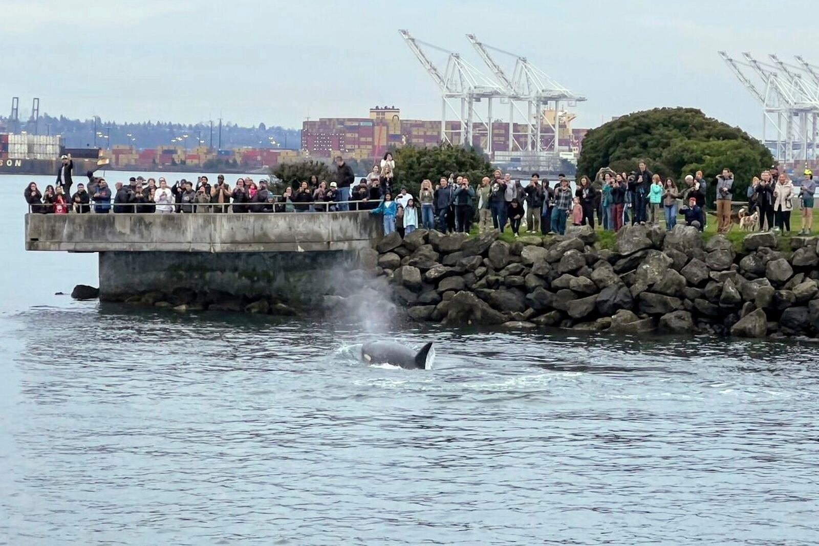 People watch a killer whale swim close shore in the waters off Seattle on Sunday, March 3, 2025. (Jeff Hogan via AP)