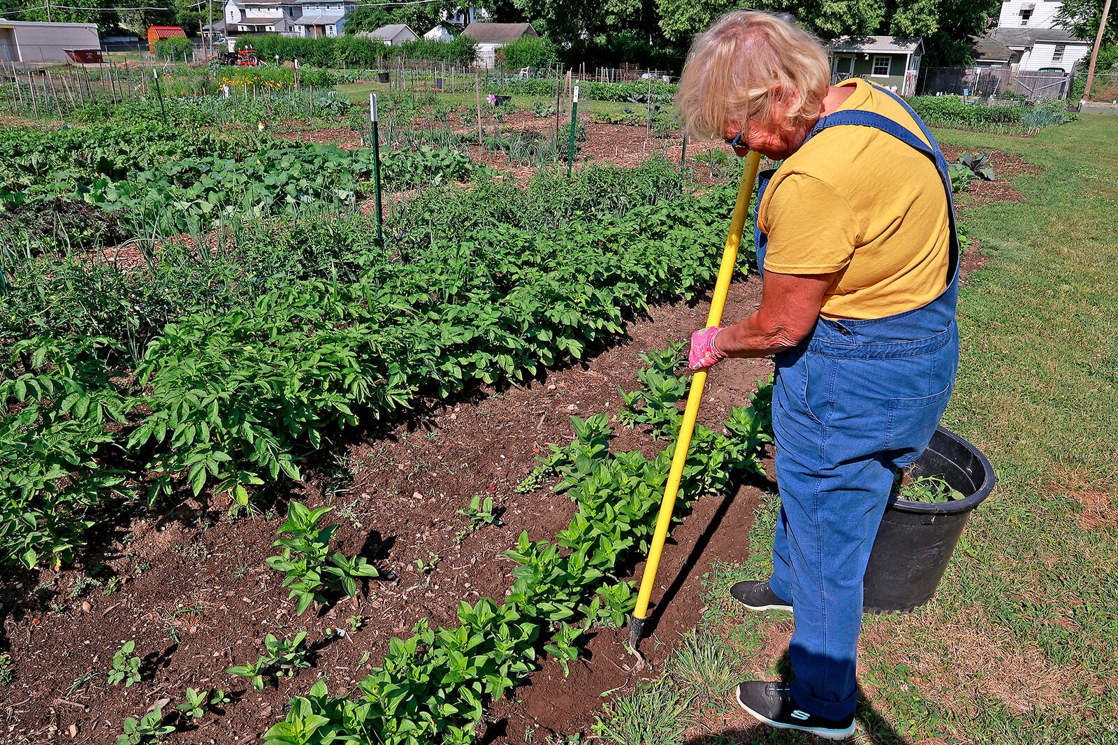 Rose Cox tends to her garden plot at the Jefferson Street Oasis Thursday, June 14, 2023. BILL LACKEY/STAFF