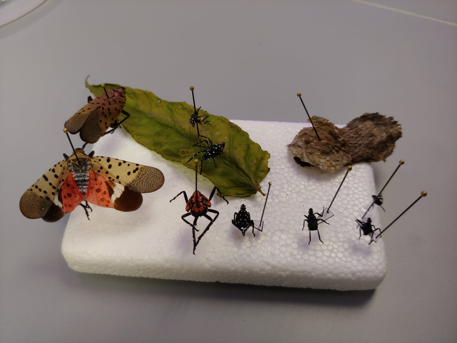 Complete life cycles of spotted lanternfly