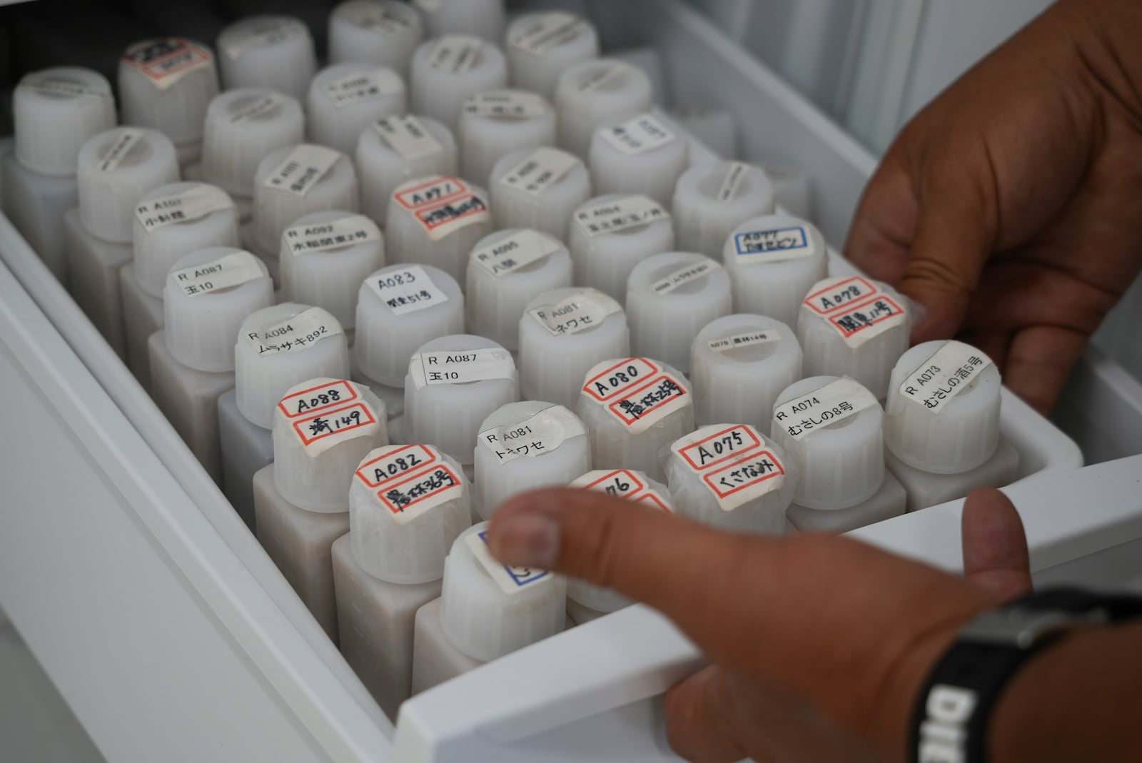 A manager at Saitama's Agricultural Technology Research Center pulls out a draw full of bottles of seeds of new rice varieties developed at various centers in Kumagaya, Japan on Sept. 26, 2024. (AP Photo/Ayaka McGill)