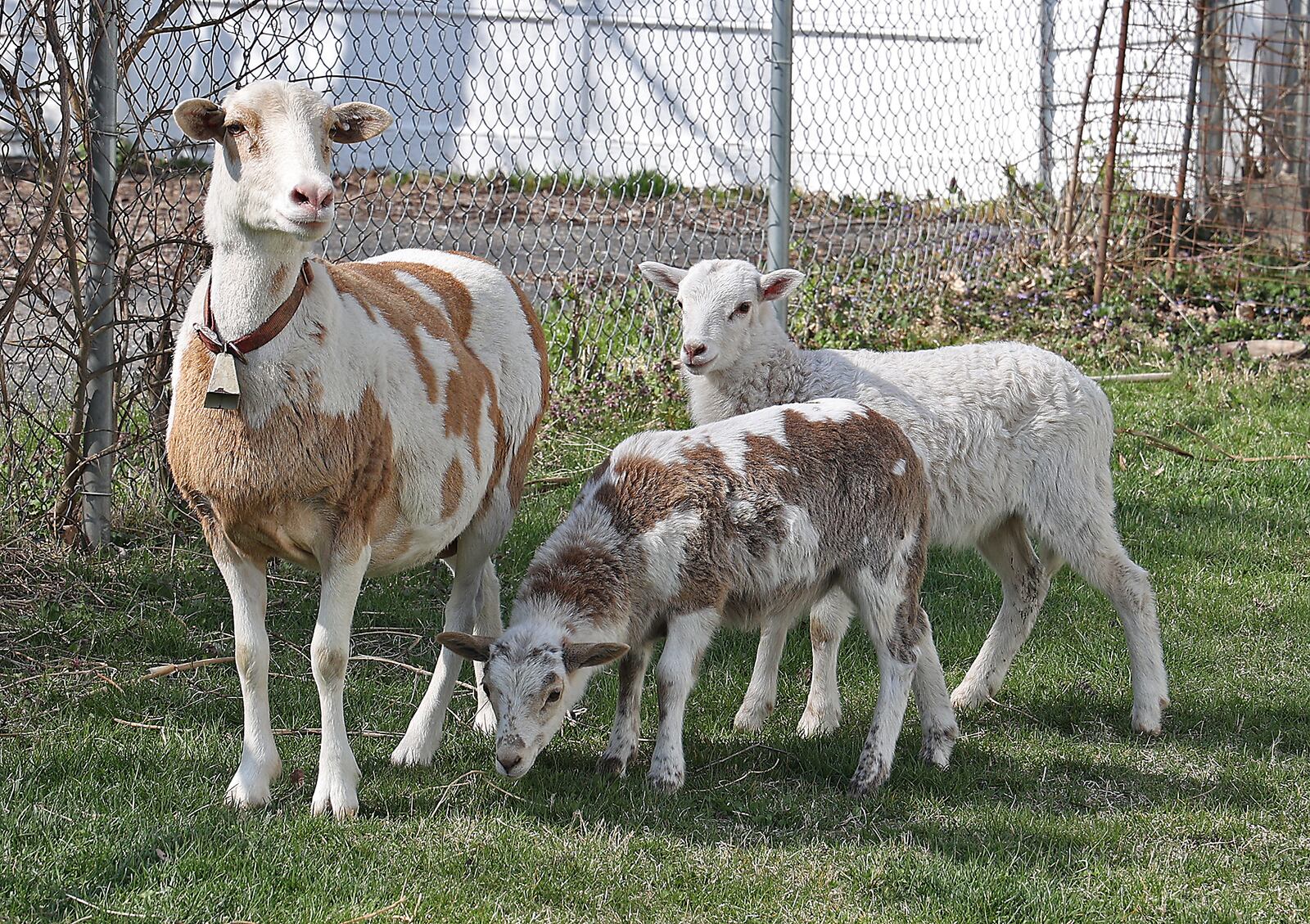 "Nepo," a Dall sheep and her lambs. BILL LACKEY/STAFF