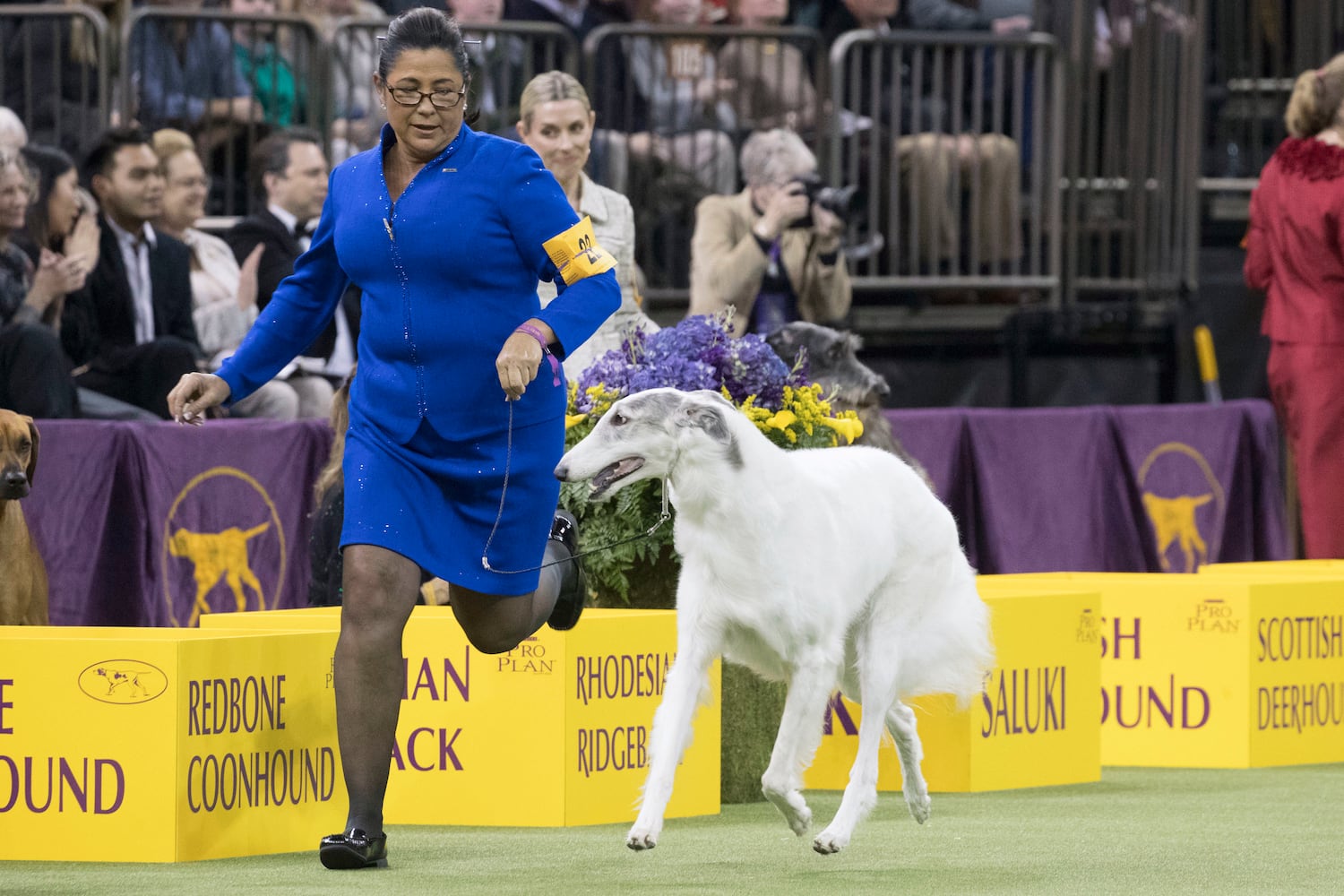 Photos: Westminster Dog Show 2018: Bichon frisé Flynn crowned best in show