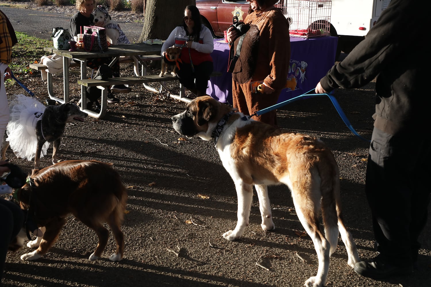 PHOTOS:  Yappy Howl-O-Ween