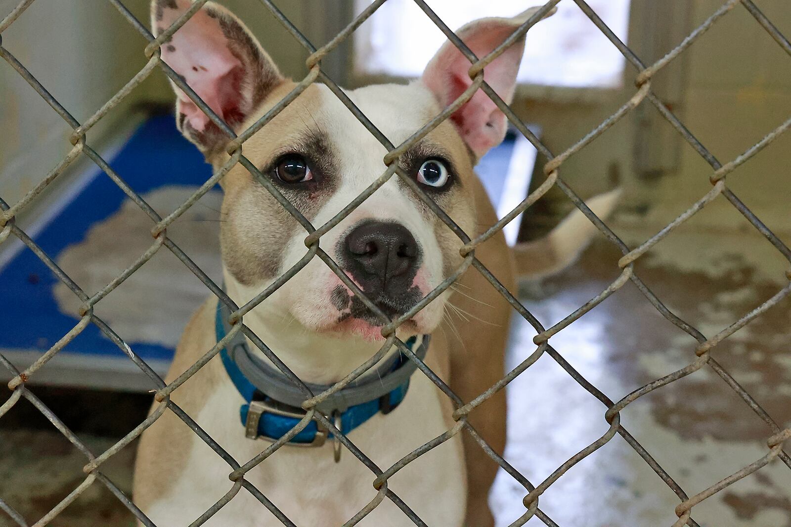 One of the dogs that is up for adoption at the Clark County Dog Shelter Thursday, Dec. 22, 2022. BILL LACKEY/STAFF