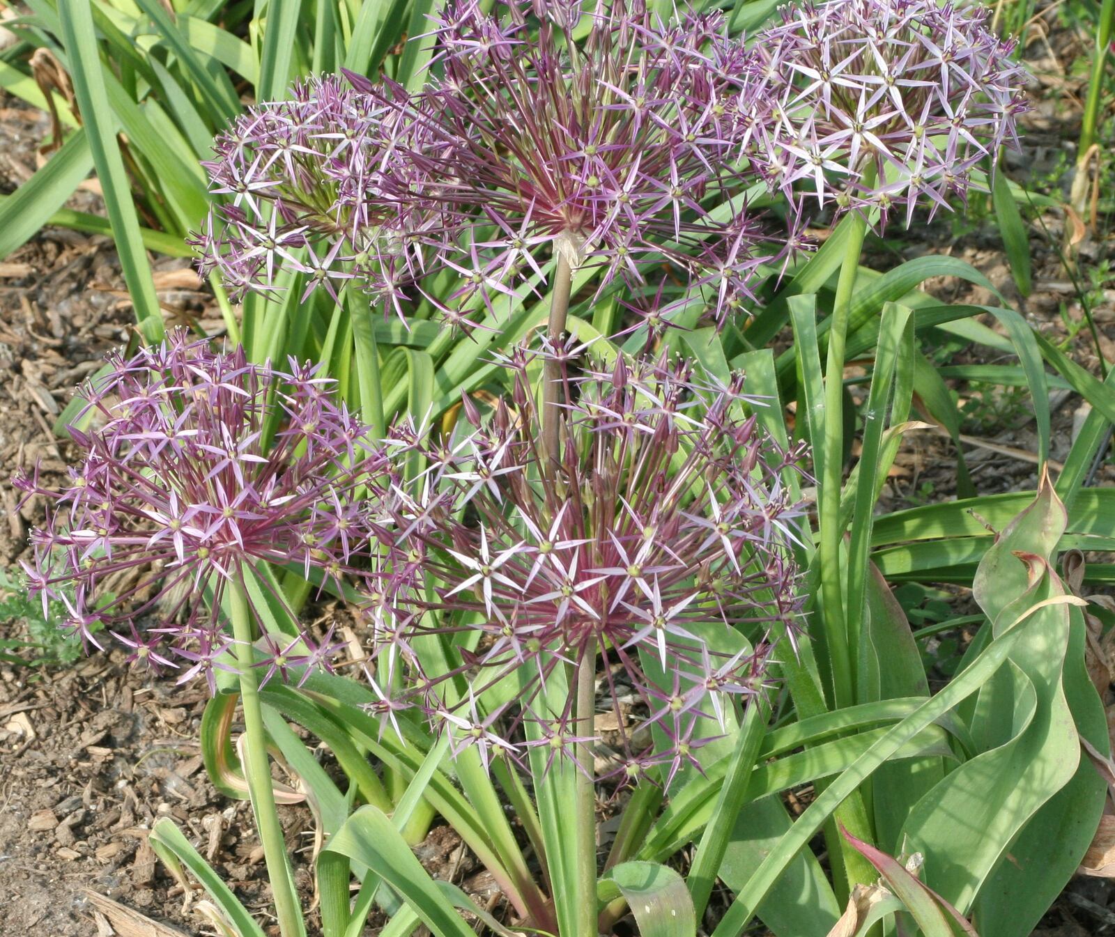 Allium is an excellent bulb for the perennial garden to attract pollinators. CONTRIBUTED