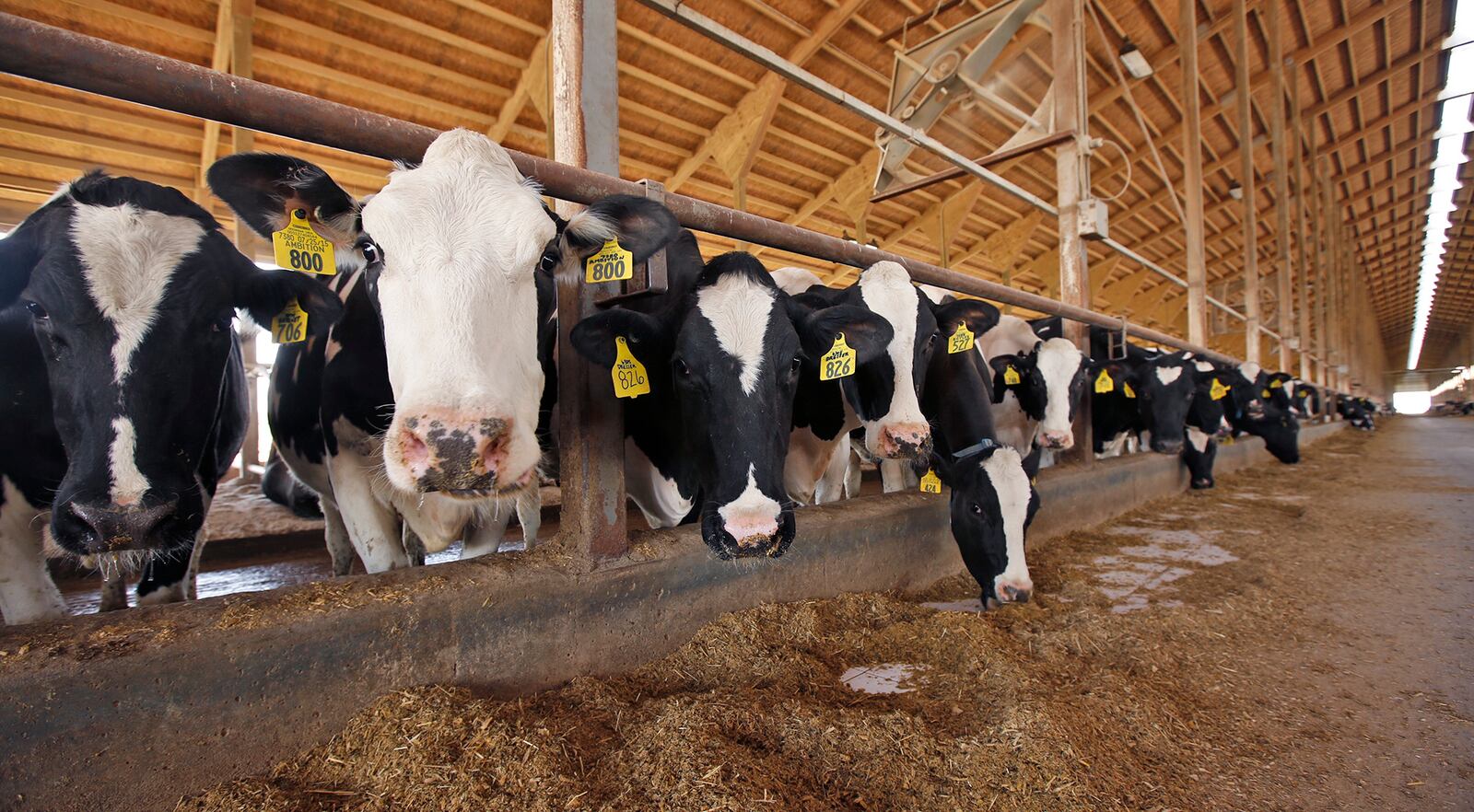 Holstein dairy cattle at the Buschur Dairy Farm in Darke County.  Some counties in Ohio have seen a decline in the number of dairy farms in the past few years.   TY GREENLEES / STAFF