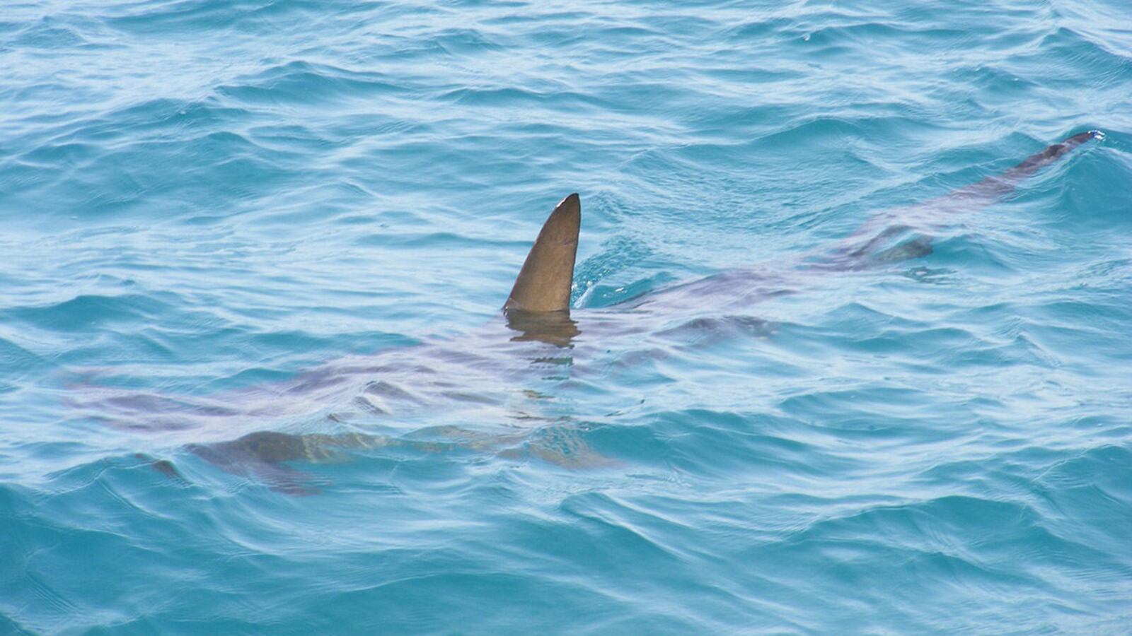 A 21-year-old American college student was attacked and killed by sharks Wednesday afternoon while on a snorkling expedition with her family in the Bahamas.