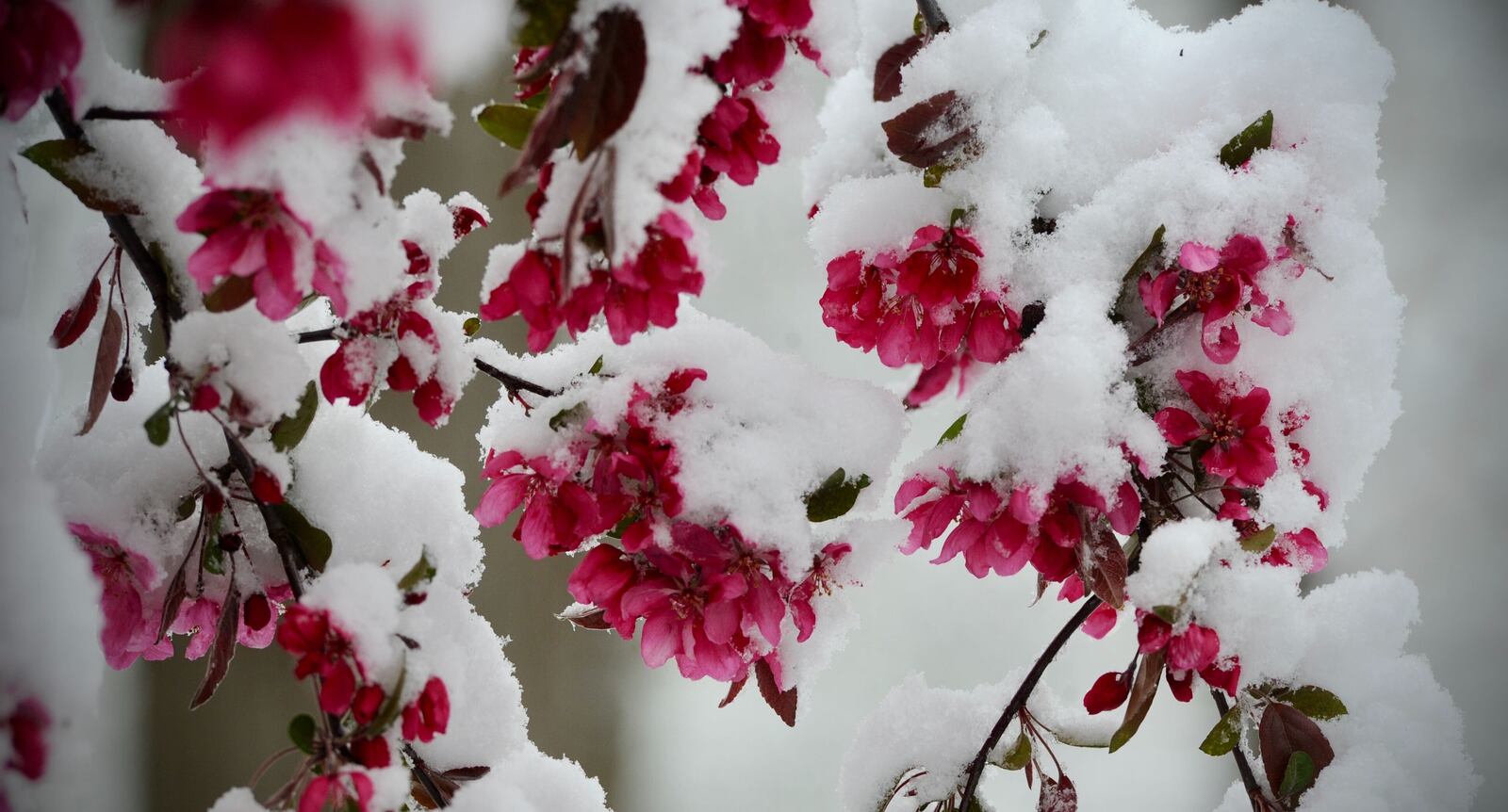 Springtime blooms were covered with snow early Wednesday morning, April 21, 2021. MARSHALL GORBY\STAFF