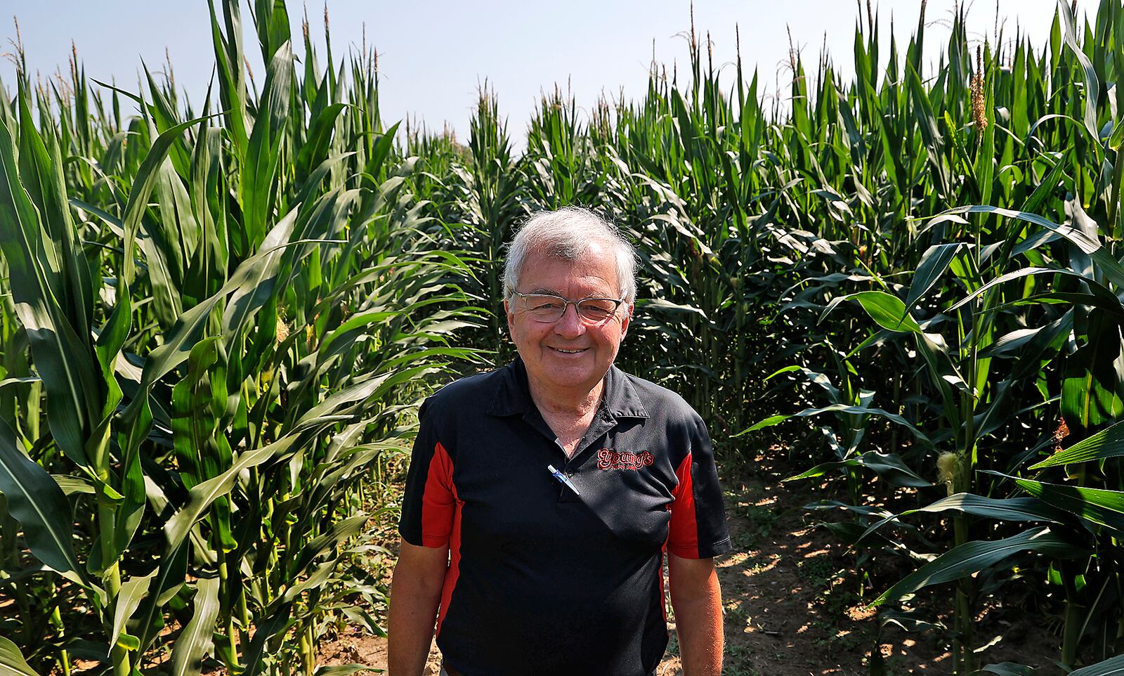 Dan Young stands in the middle of Cowvin's Corny Maze Thursday, August 3, 2023. The maze at Young's Jersey Dairy opens Saturday for the first time this year. BILL LACKEY/STAFF