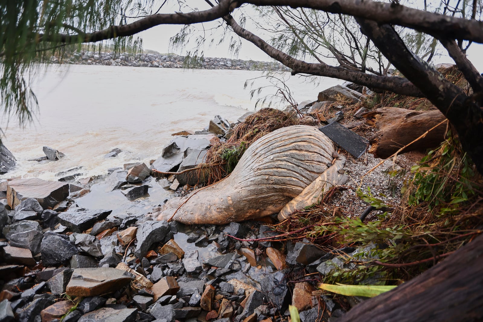 The carcass of a dead whale is washed up at the Creek Mouth at Pottsville Beach in norther New South Wales, Australia, Monday, March 10, 2025. (Jason O'Brien/AAP Image via AP)