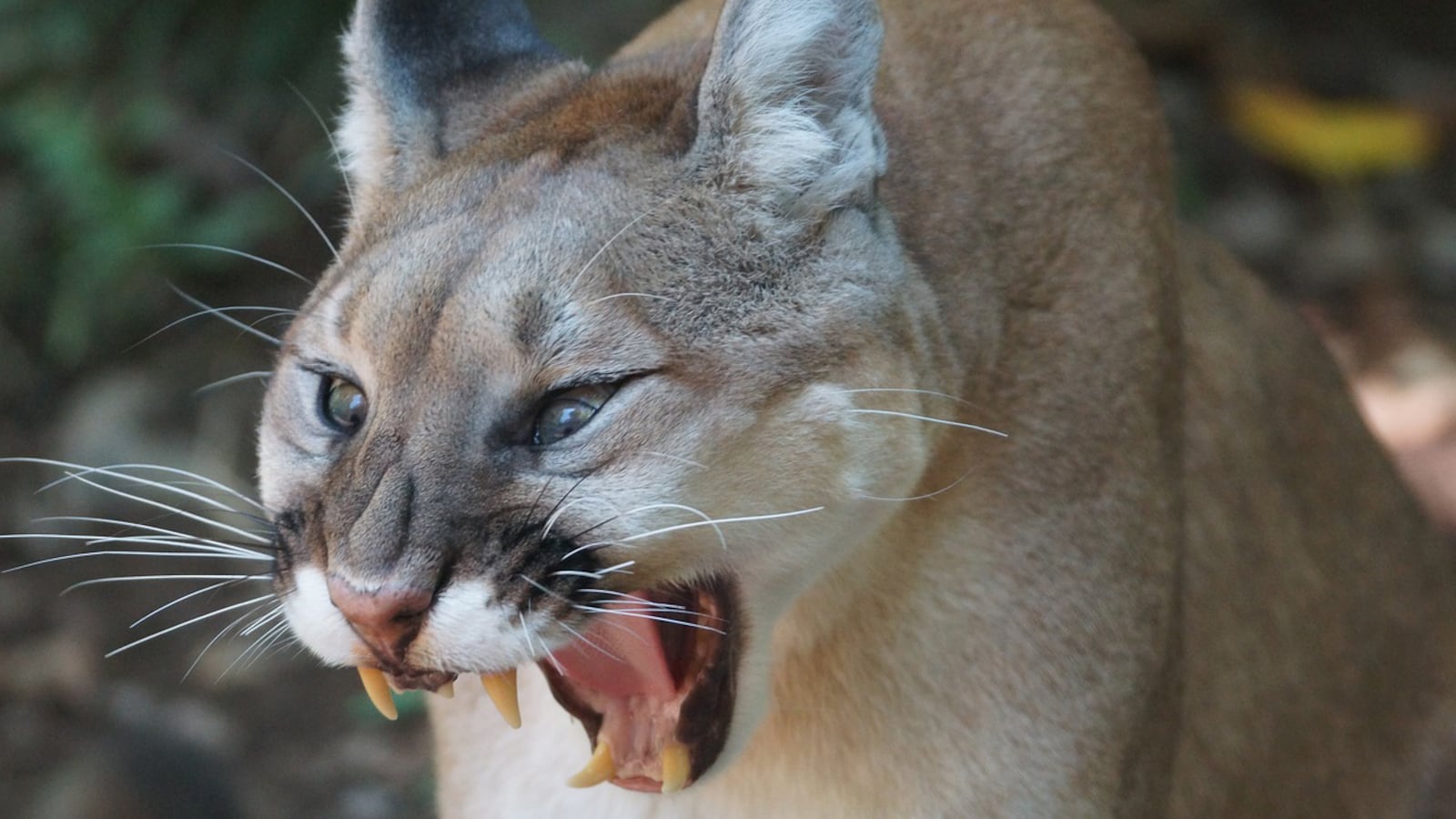 Two Colorado wildlife officers were bitten by an angry mountain lion after they thought they had tranquilized it as they were relocating it from a neighborhood.