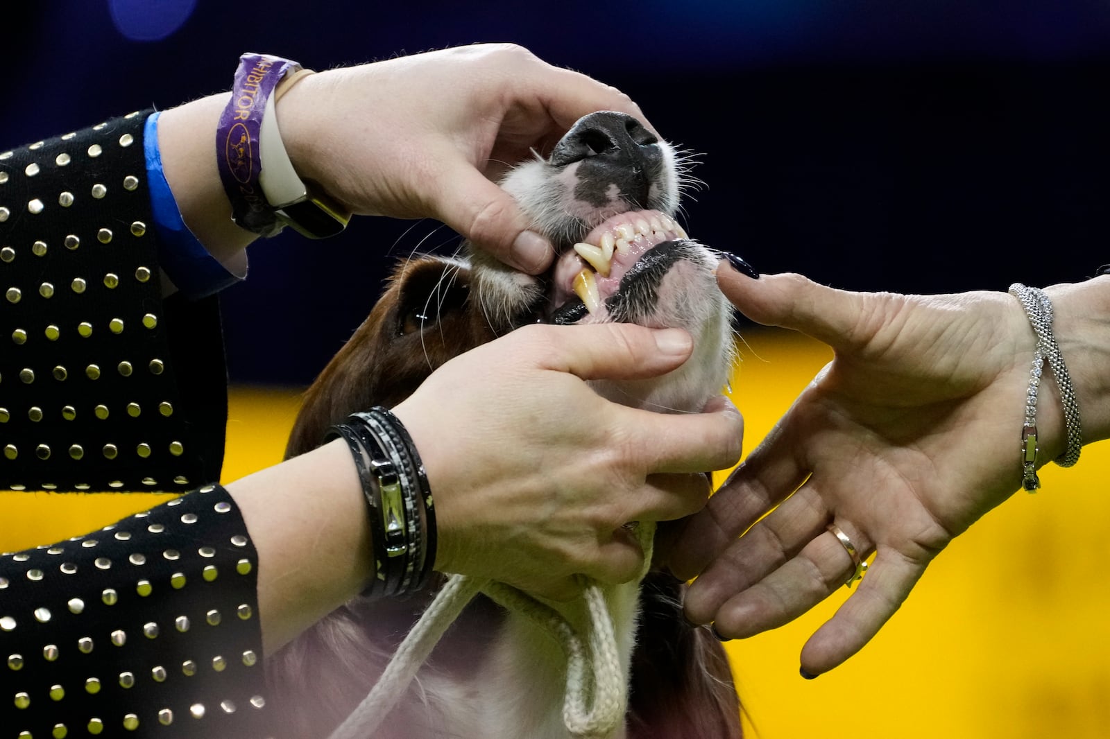 A handlers shows a judge an Irish Red and White Setter's teeth in the sporting group competition during the 149th Westminster Kennel Club Dog show, Tuesday, Feb. 11, 2025, in New York. (AP Photo/Julia Demaree Nikhinson)