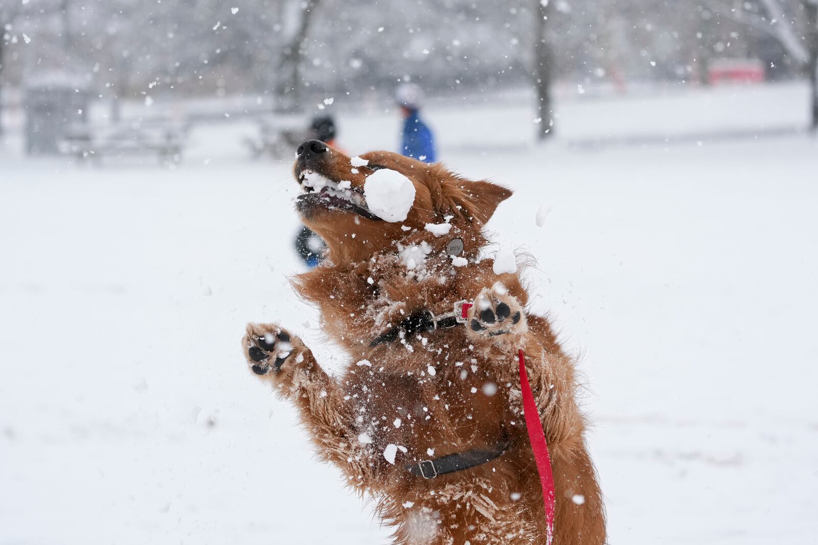 Teddy a Golden Retriever catches a snowball while playing in the snow Friday, Jan. 10, 2025, in Nashville, Tenn. (AP Photo/George Walker IV)