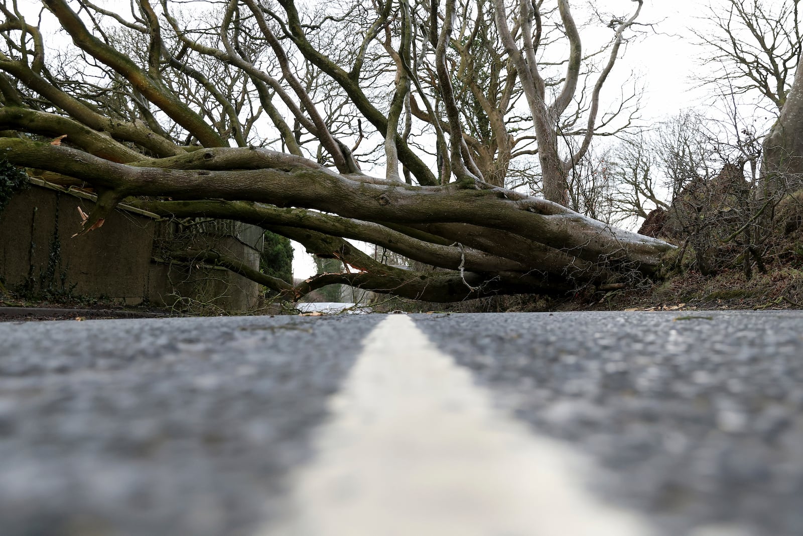 A fallen tree blocks the road during storm Eowyn that hit the country near Belfast, Northern Ireland, Friday, Jan. 24, 2025.(AP Photo)