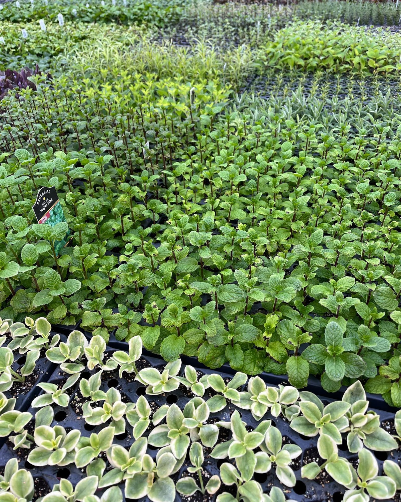 Plants destined for local spring gardens are already growing in Meadow Views greenhouses. Photo from Meadow View website.