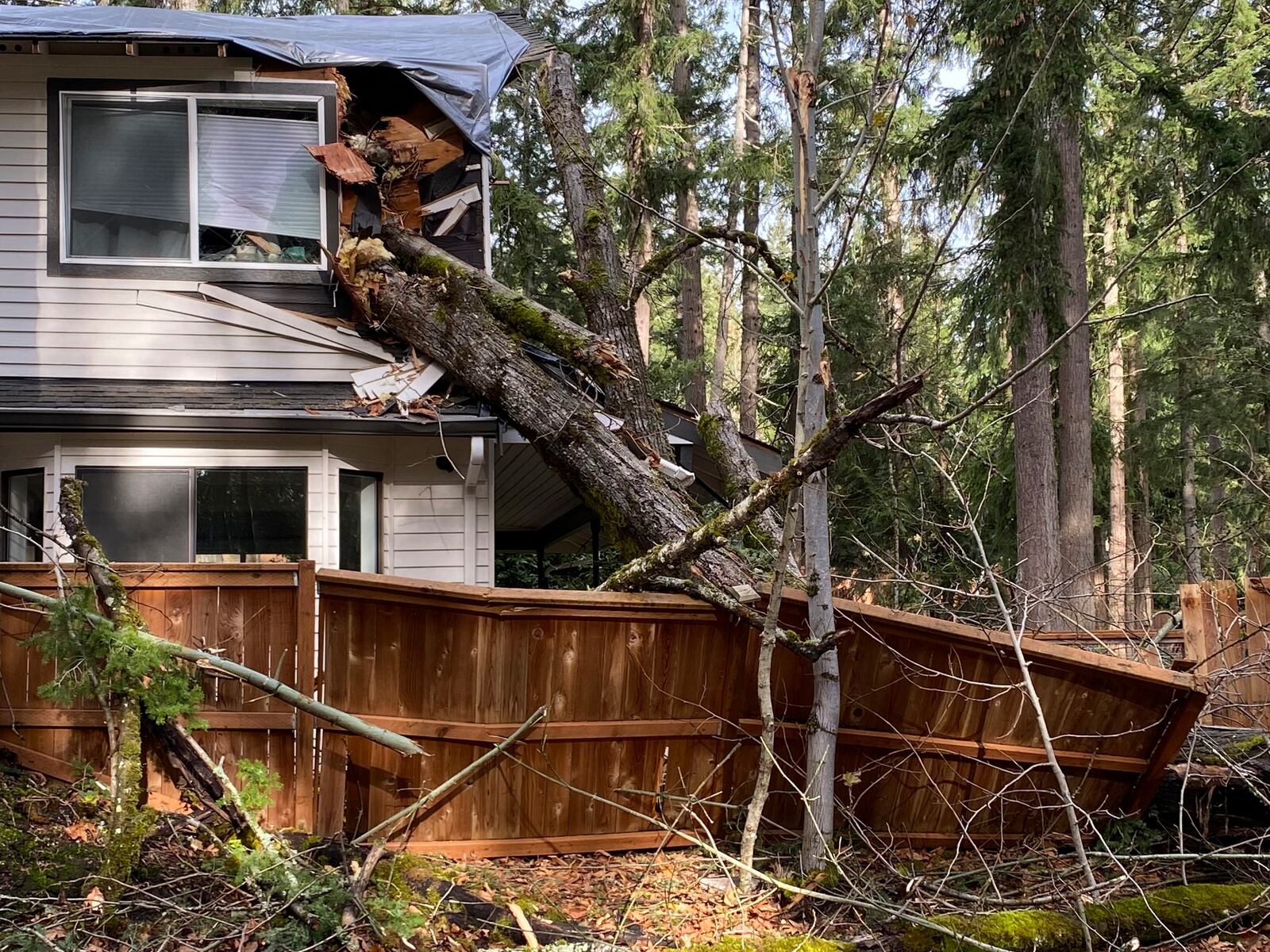 Damage is seen after a tree crashed through a home and fence during a bomb cyclone storm system in Sammamish, Wash., on Wednesday, Nov. 20, 2024. (Jason Skipper via AP)