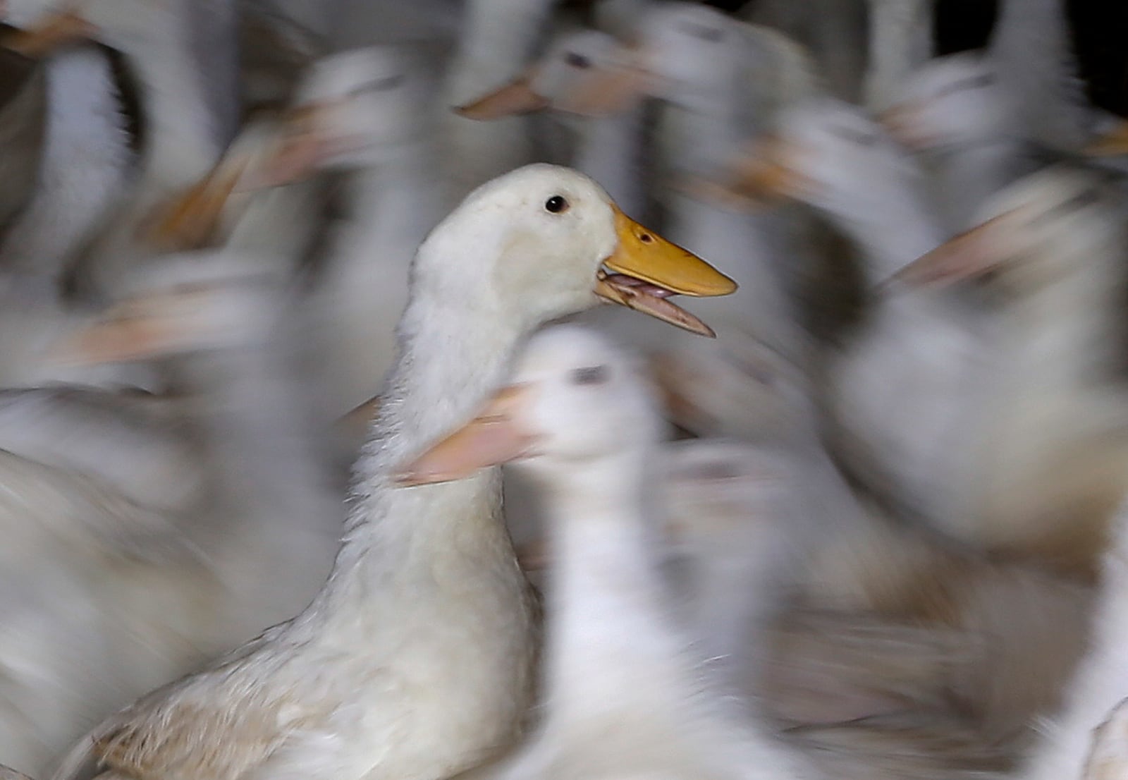 FILE - Long Island ducks used as breeding stock at Crescent Duck Farm, move around a barn, in Aquebogue, N.Y., Oct. 29, 2014. (AP Photo/Julie Jacobson, File)