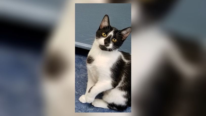 Pebbles is a sweet 10-month-old spayed female. She is a little on the quiet side compared to her brothers Bam Bam and Dion, but she does love to play and snuggle too. Come meet her at the Paws Animal Shelter, 1535 West U.S. Highway 36, Urbana. Check out PAWS at www.pawsurbana.com, on Facebook at www.facebook.com/paws.urbana, on Petfinder at petfinder.com or call 937-653-6233. PAWS is in need of volunteers and foster homes. CONTRIBUTED