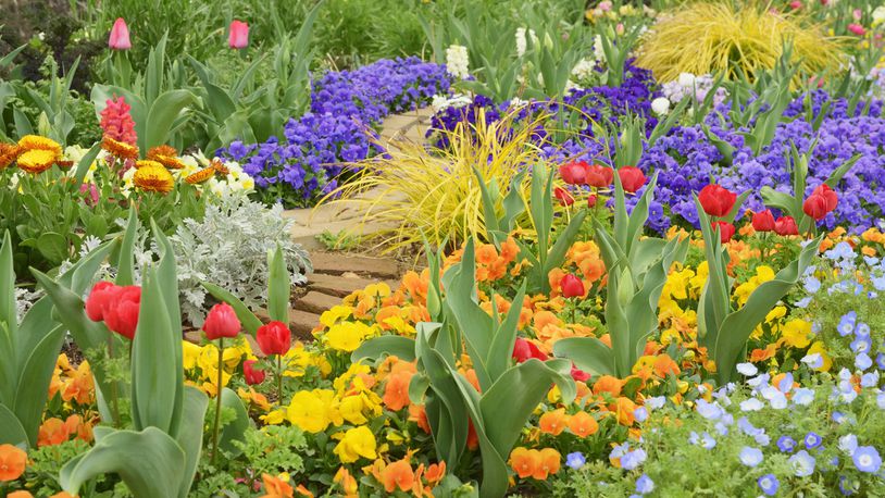 Colorful spring flowers. Tulips, pansies, anemones, silver ragwort, etc. GETTY IMAGES/ISTOCKPHOTO