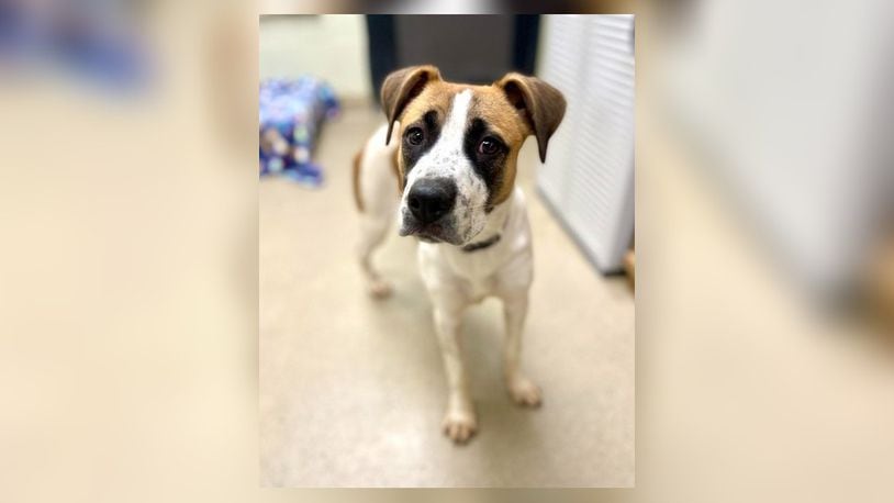 Meet Pepper! She is a 34 lb. mix, around 6 to 8 months old. She came into us as a stray, and was never claimed. She has a good bit of energy and loves to play, as she is young. She would make a great dog for an active family. Her adoption fee is $22 this week, as she is the Pet of the Week. That includes her spay, vaccines, heartworm test, microchip, dog license, and a free vet check. Call 937-521-2140, if you would like to meet Pepper today. Clark County Dog Shelter is at 5201 Urbana Road, Springfield. CONTRIBUTED