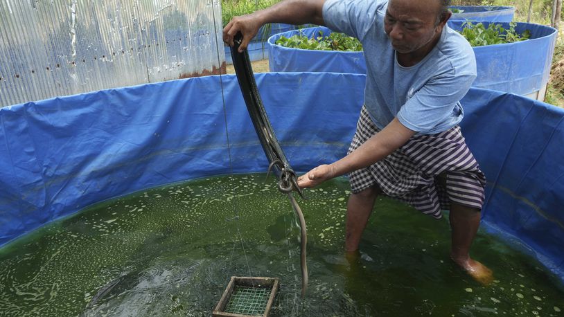 Em Phat, 53, eel farm owner, holds an eel in an eel rearing pool at Tonle Sap complex, north of Phnom Penh, Cambodia, Wednesday, July 31, 2024. (AP Photo/Heng Sinith)